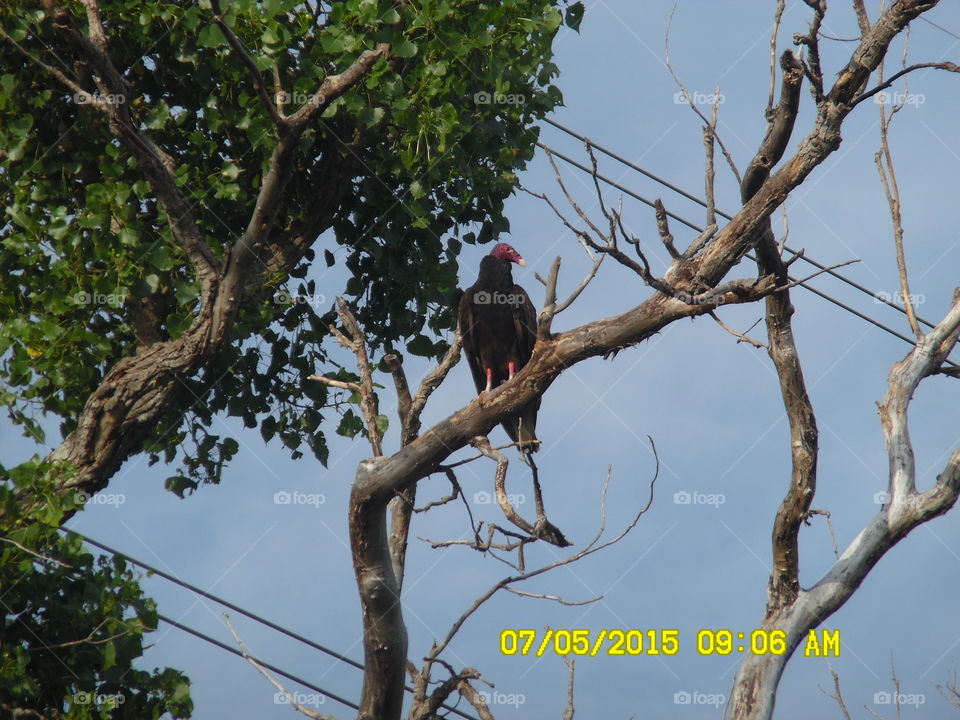 wicked vulture watching. This is a picture of a Texas vulture that was posted up on a branch 🌿 waiting for roadkill near the highway