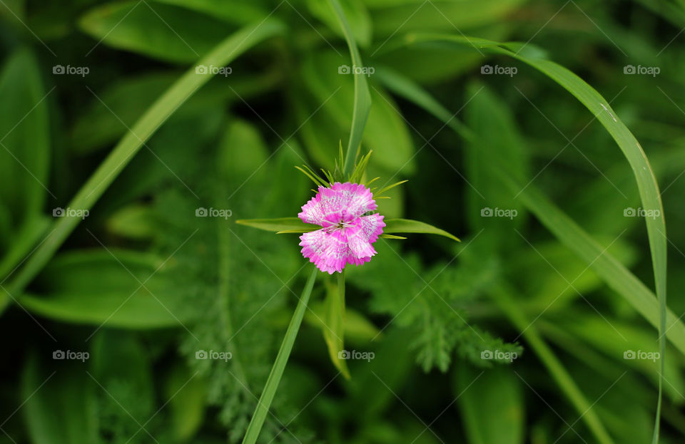 Pink flower in green grass