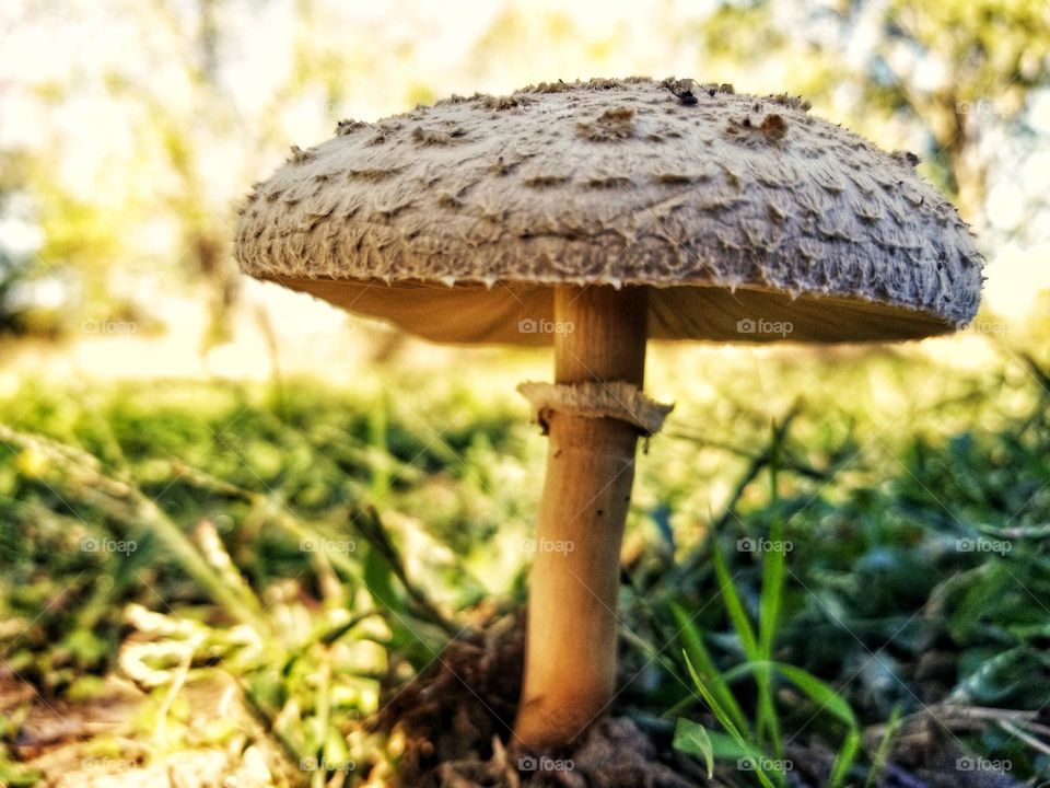 Parasol Mushroom in the Fall