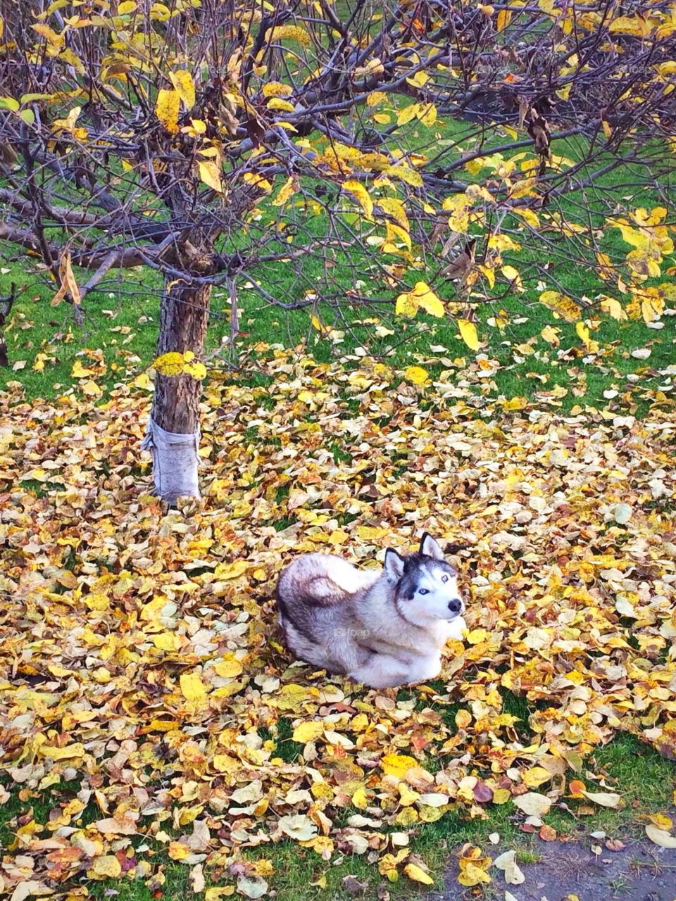 Siberian husky 
