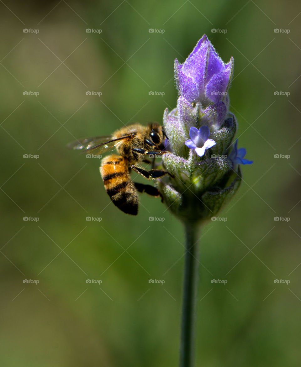 bee