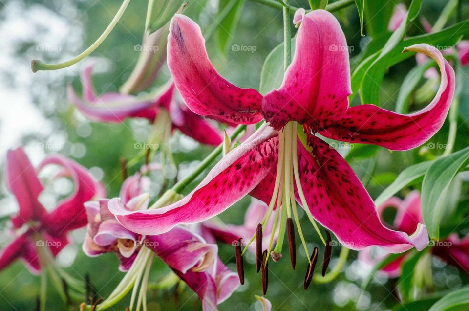 Close-up of red flower