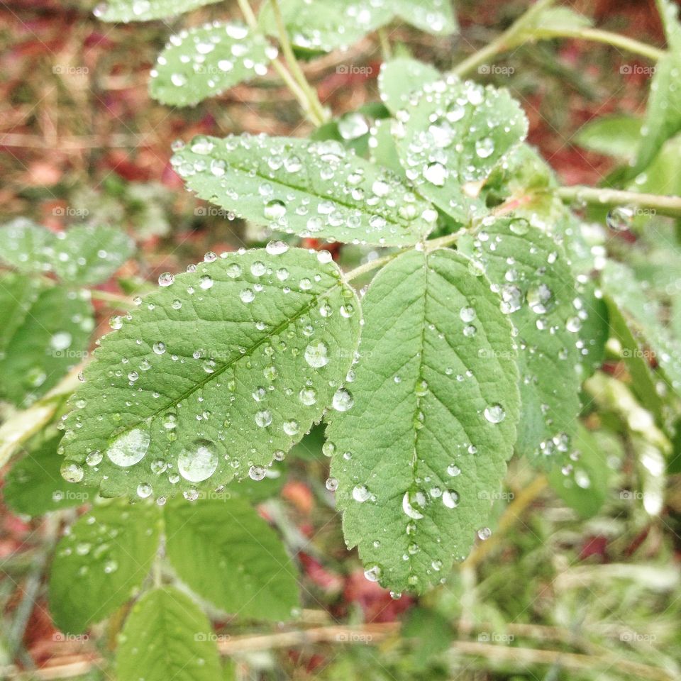 leaves, rain, a drop