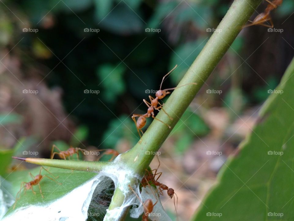 Red ant close up
