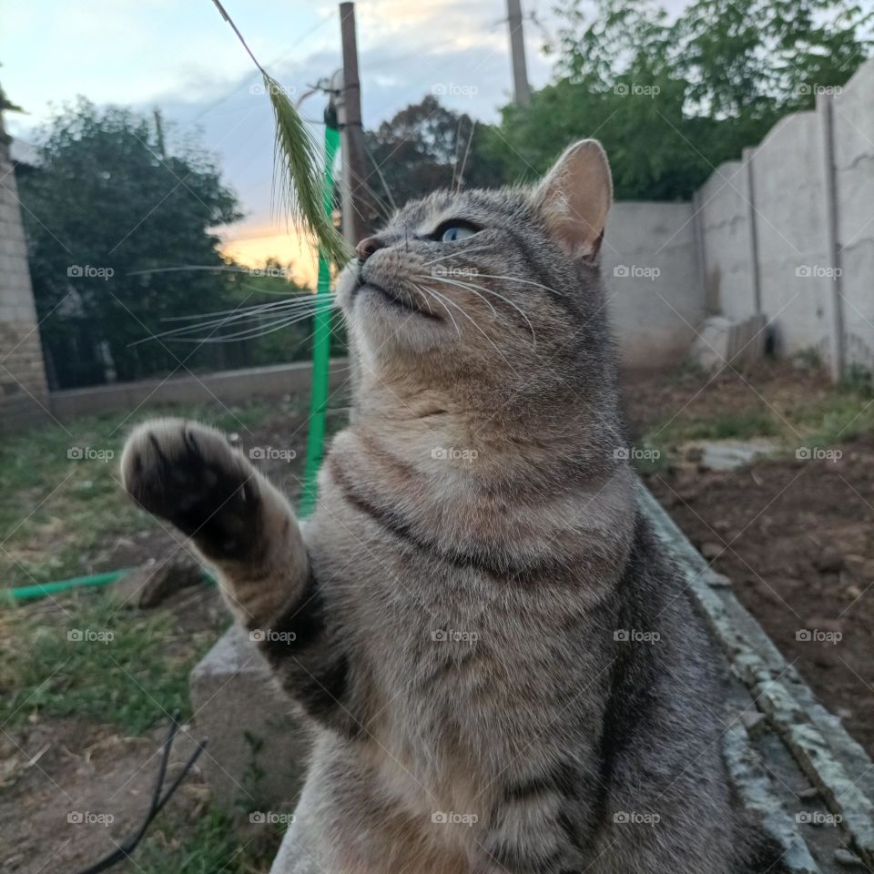 cat, kitten, spikelet, cat in nature, cat in nature, cat2022, cat2022