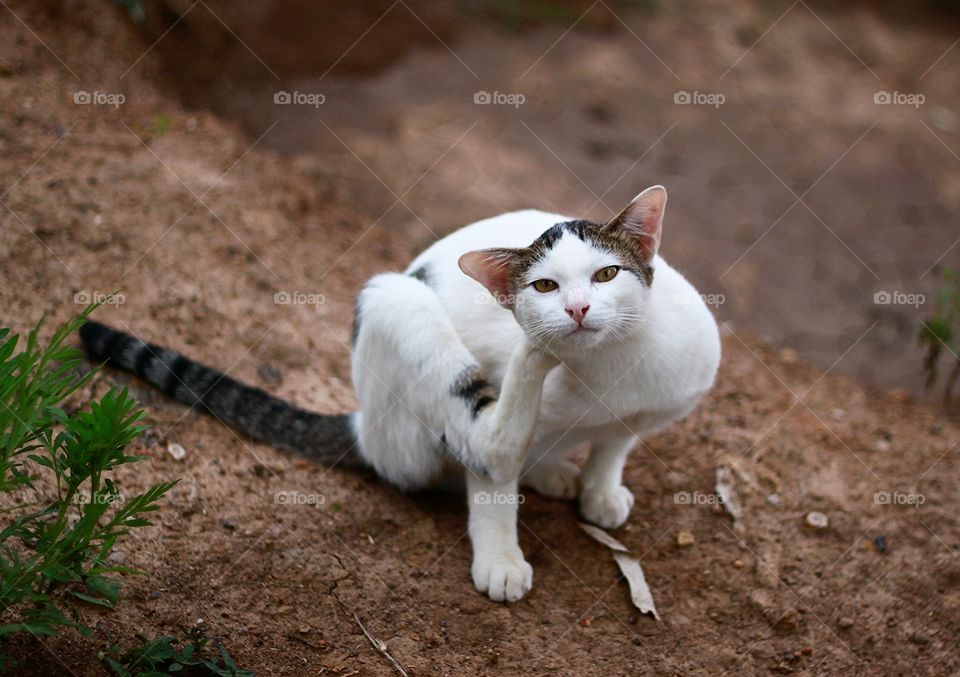 Beautiful cat in summer.