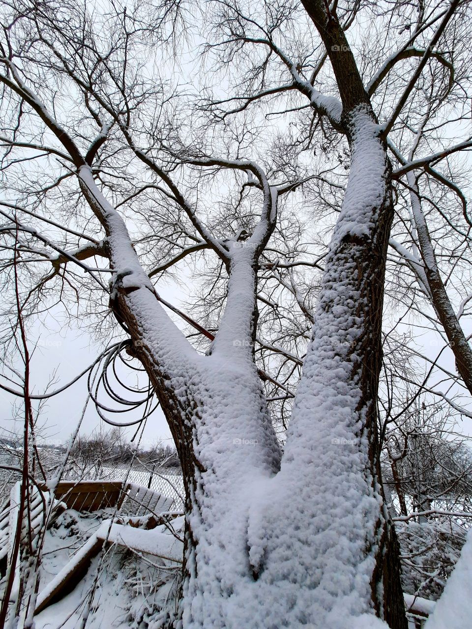 power of tree -  snow covered  branches of a willow tree