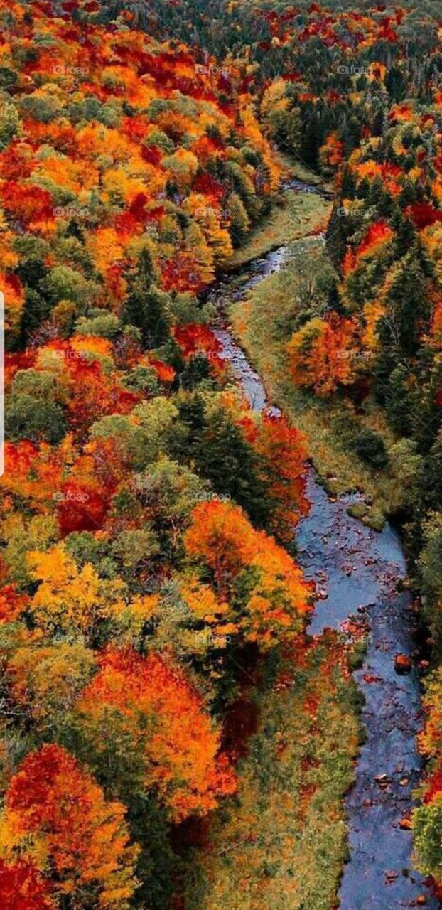 Fall, Autumn, Water, Stream, Orange, Red, Green, Air Vew, Water, Beautiful ,Elegant!