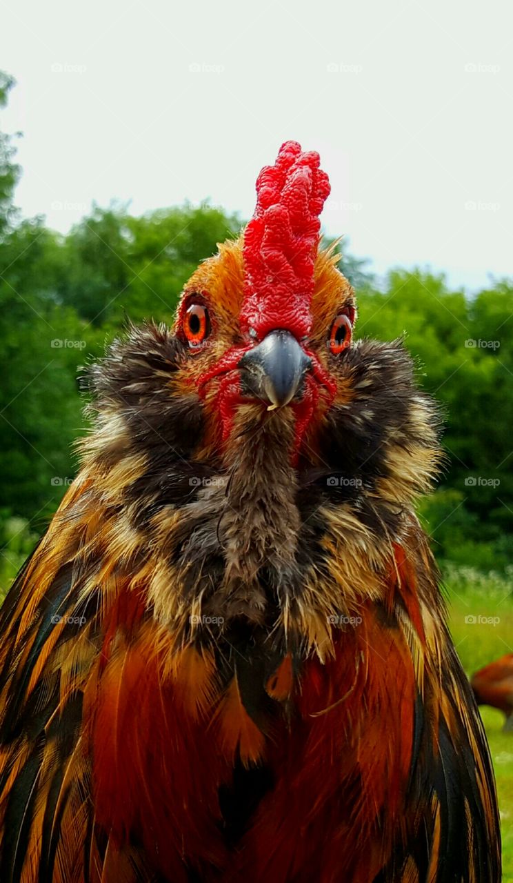 dominant rooster