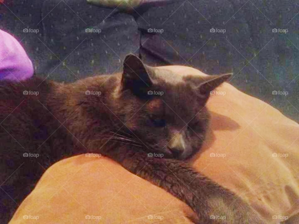 cat,animal,pet,sleeping