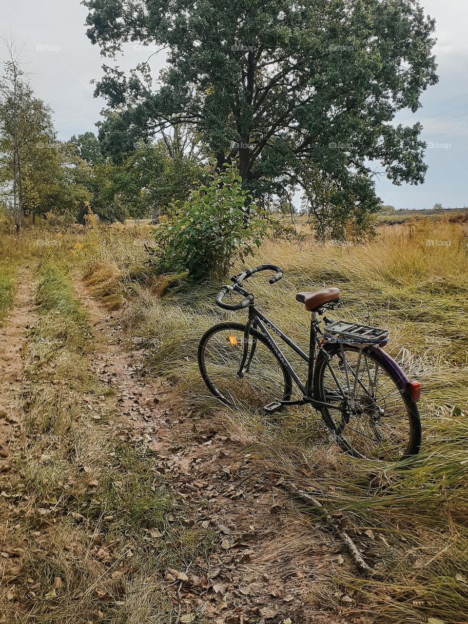 A lonely bicycle among wild greenery