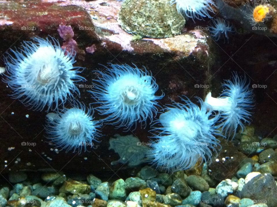 Anemones