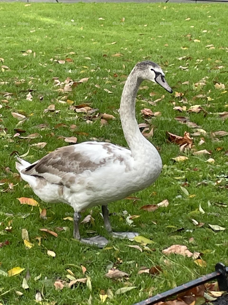 A graceful mute swan strolls leisurely around St. Stephen’s Park in Dublin, Ireland. Its elegant form contrasts beautifully with the lush greenery, adding a serene touch to the park’s peaceful atmosphere.