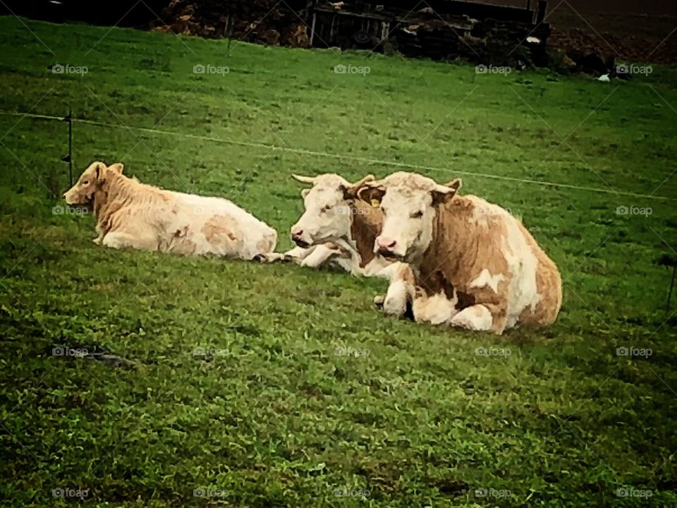 cow's in the pasture