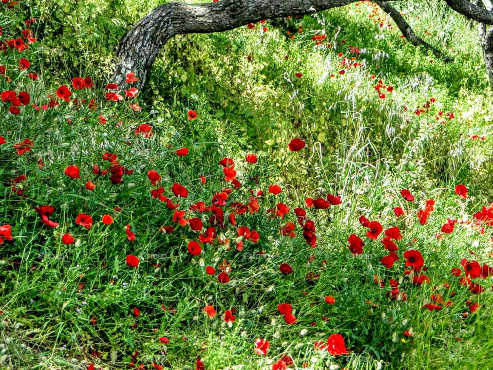 Late Spring in Athens