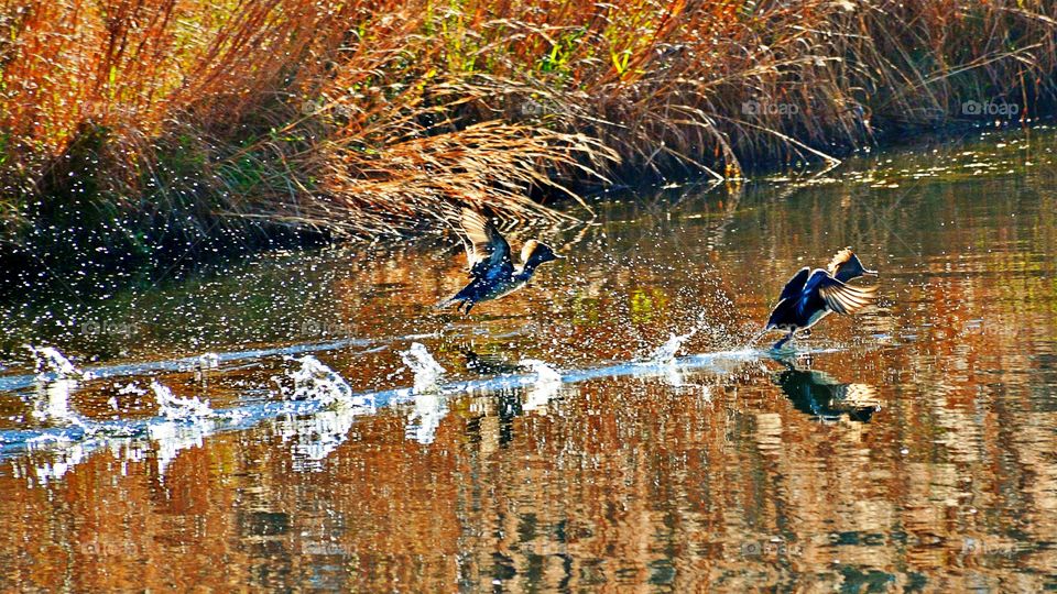 Skimming Ducks 