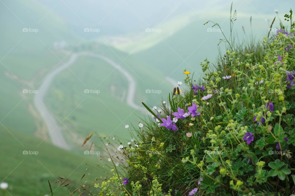 Landscape with mountain flowers and blurred mountains on the background