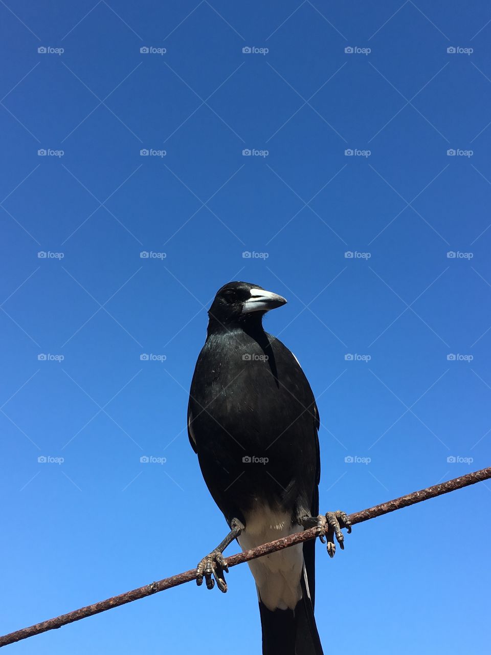 High wire act, magpie wild bird set against a deep vivid clear blue sky closeup 