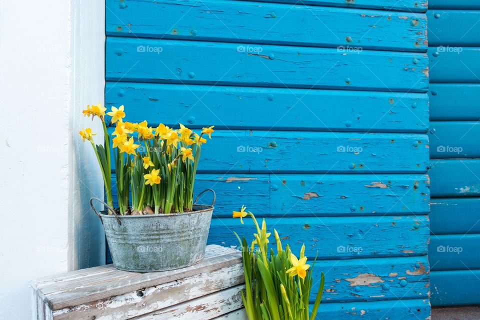 Close-up of house plants in pots