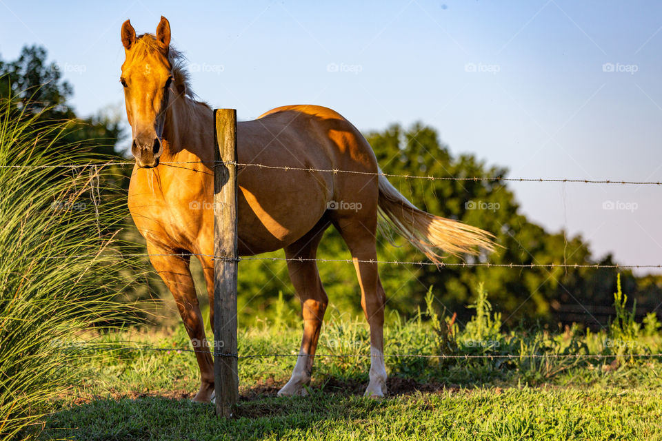 the neighbors horse