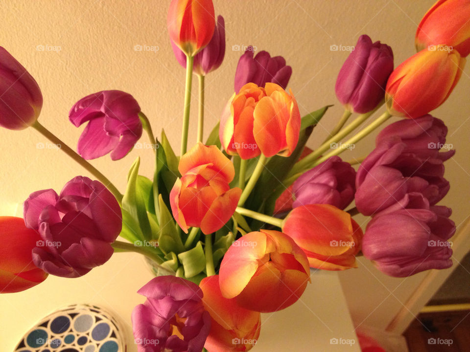 flowers tulips by swordfish