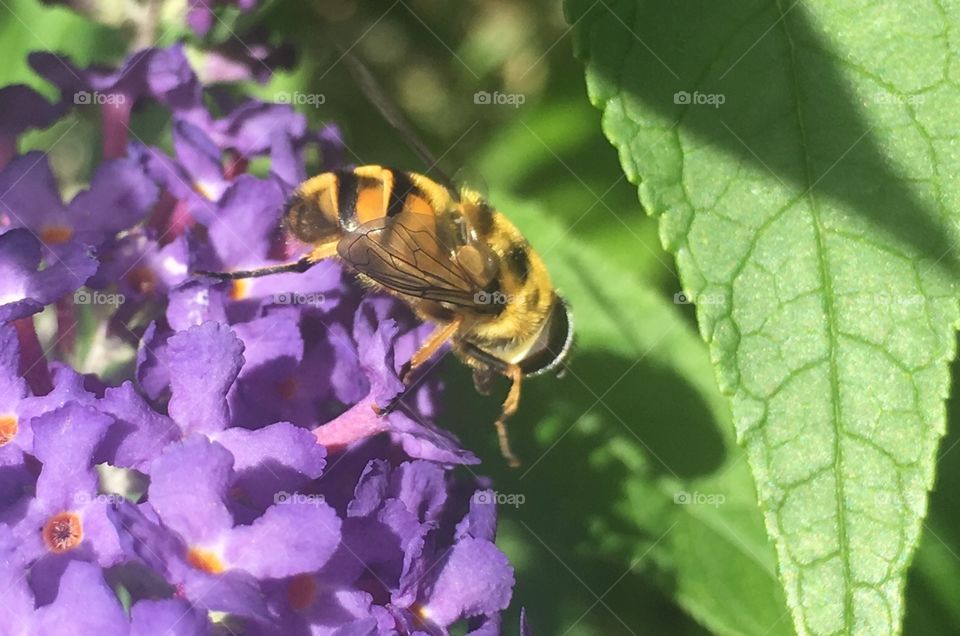 Nature, No Person, Insect, Bee, Flower