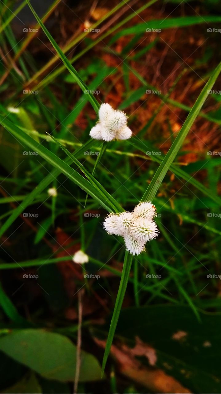 Tiny White Flower