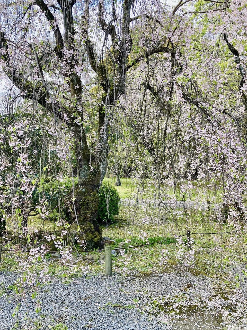 weeping cherry trees