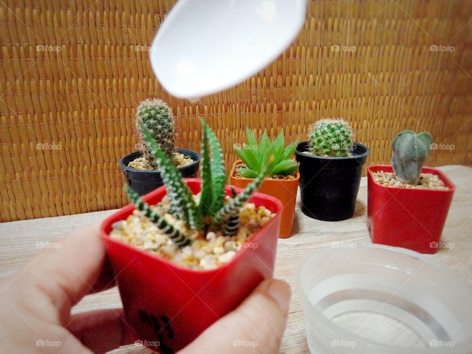 my cactus.