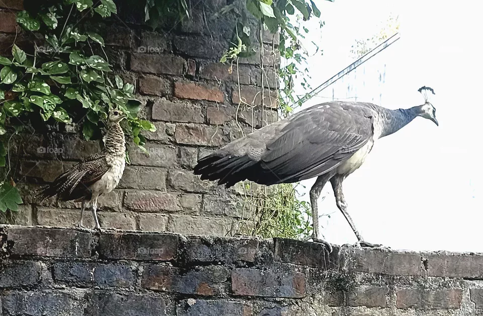 Peafowl