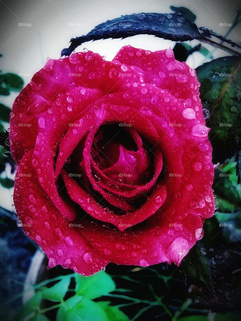 rose