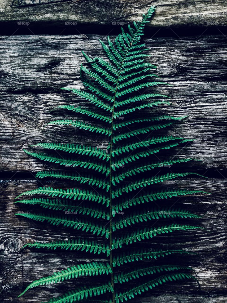 Fern leaf on wooden table