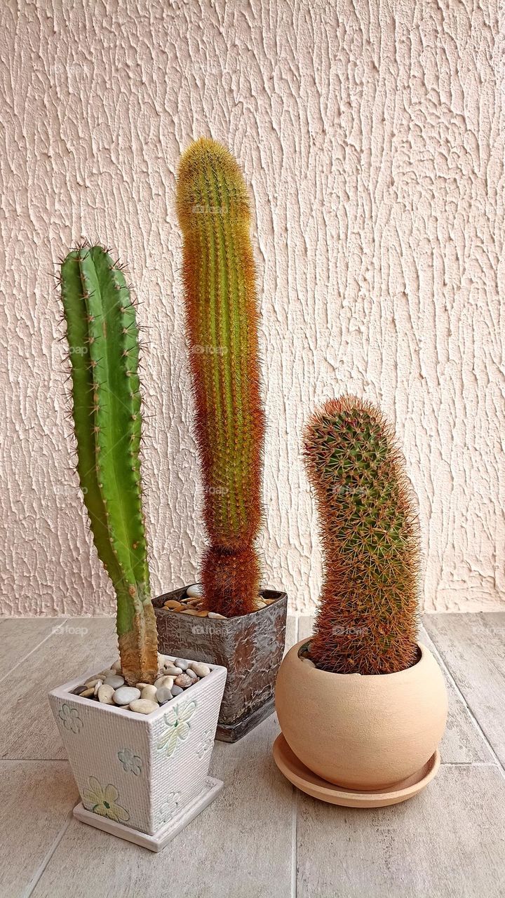 cactus flowers mobile photography