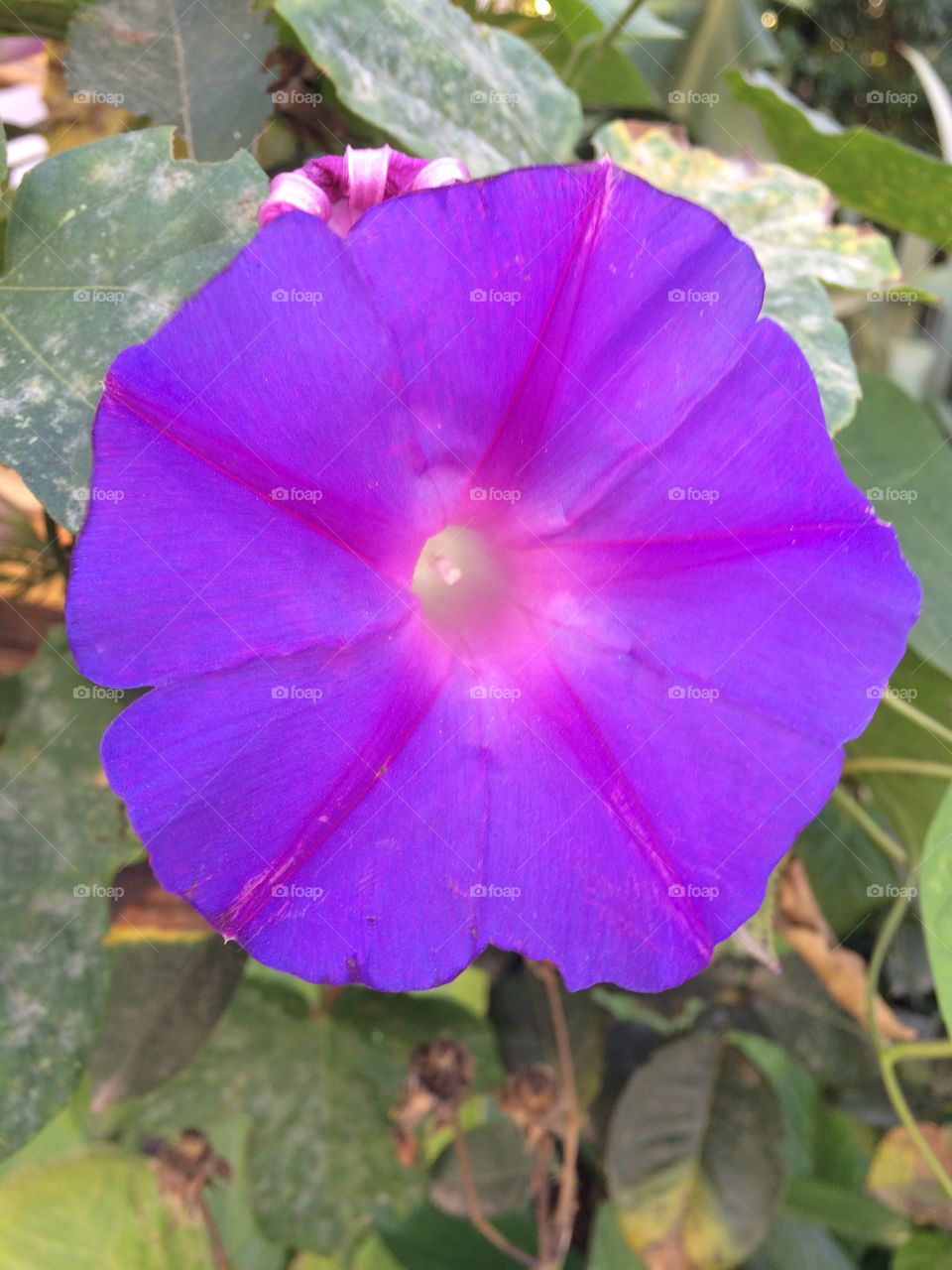 Flower. A majestic purple flower