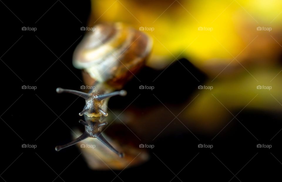 Schnecke