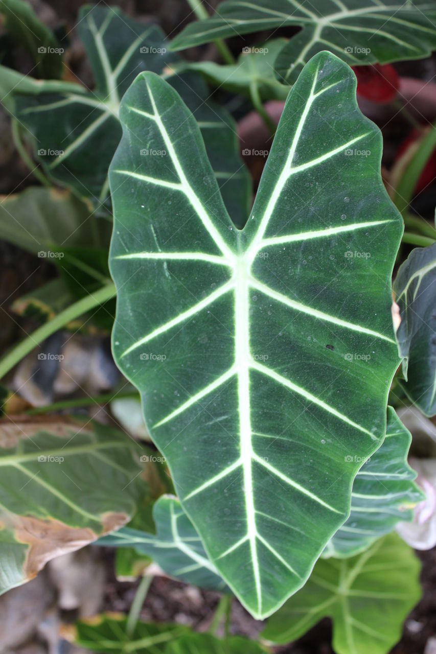 large leaf