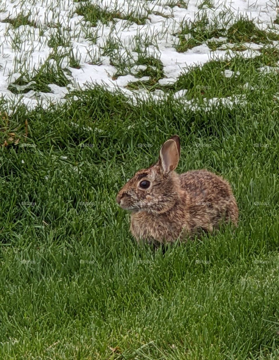 rabbit in the snow and grass in spring