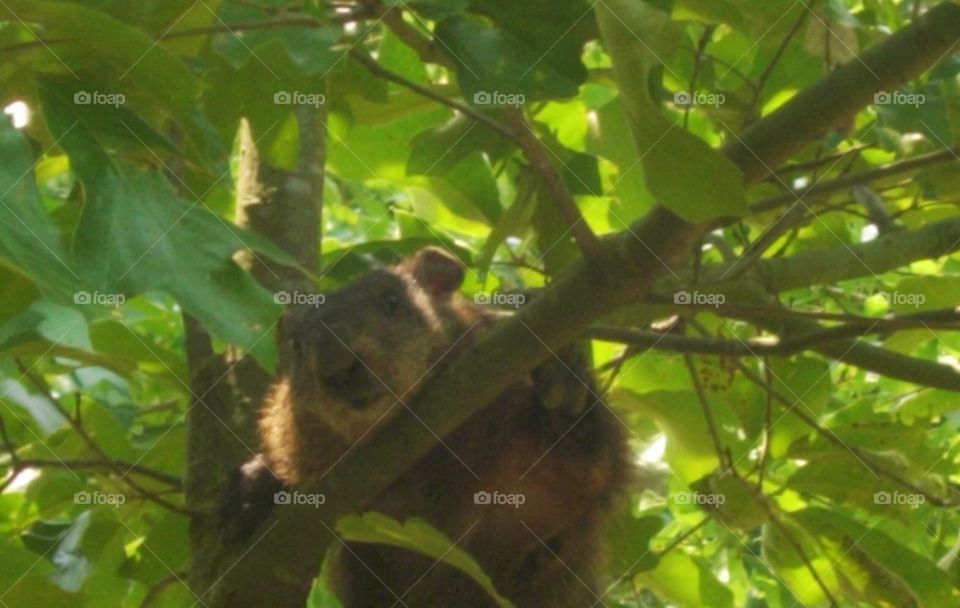 Groundhog in Tree