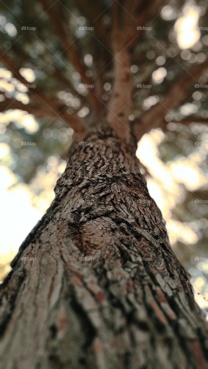 Defocused tree.