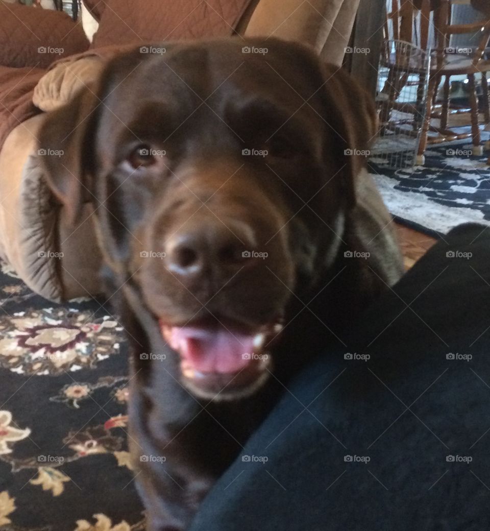 Jakes the Chocolate Lab