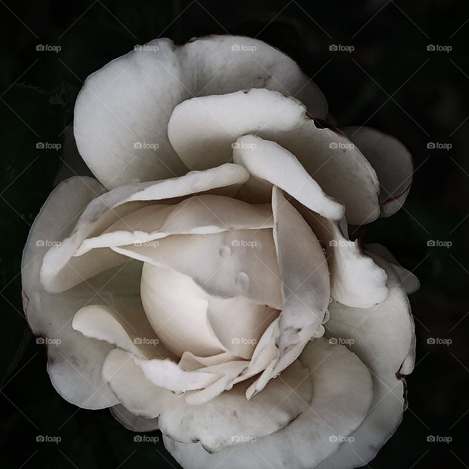 roses are white