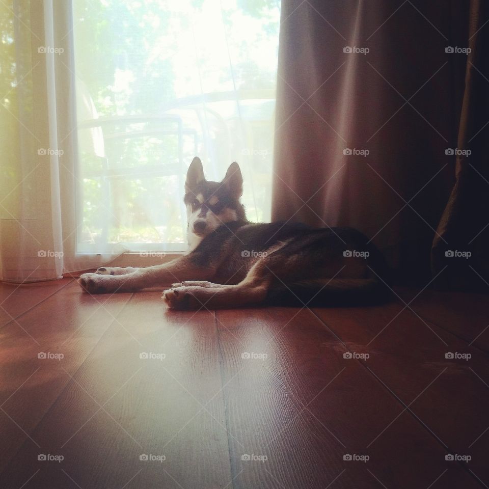 husky dog laying down relaxing beside the window