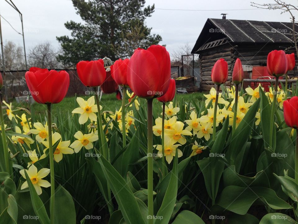 Bright tulips in garden
