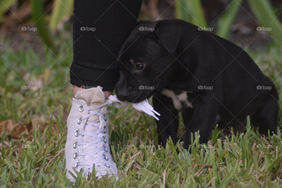 Black puppy , American Staffordshire Terrier Mix, chewing on shoe strings 