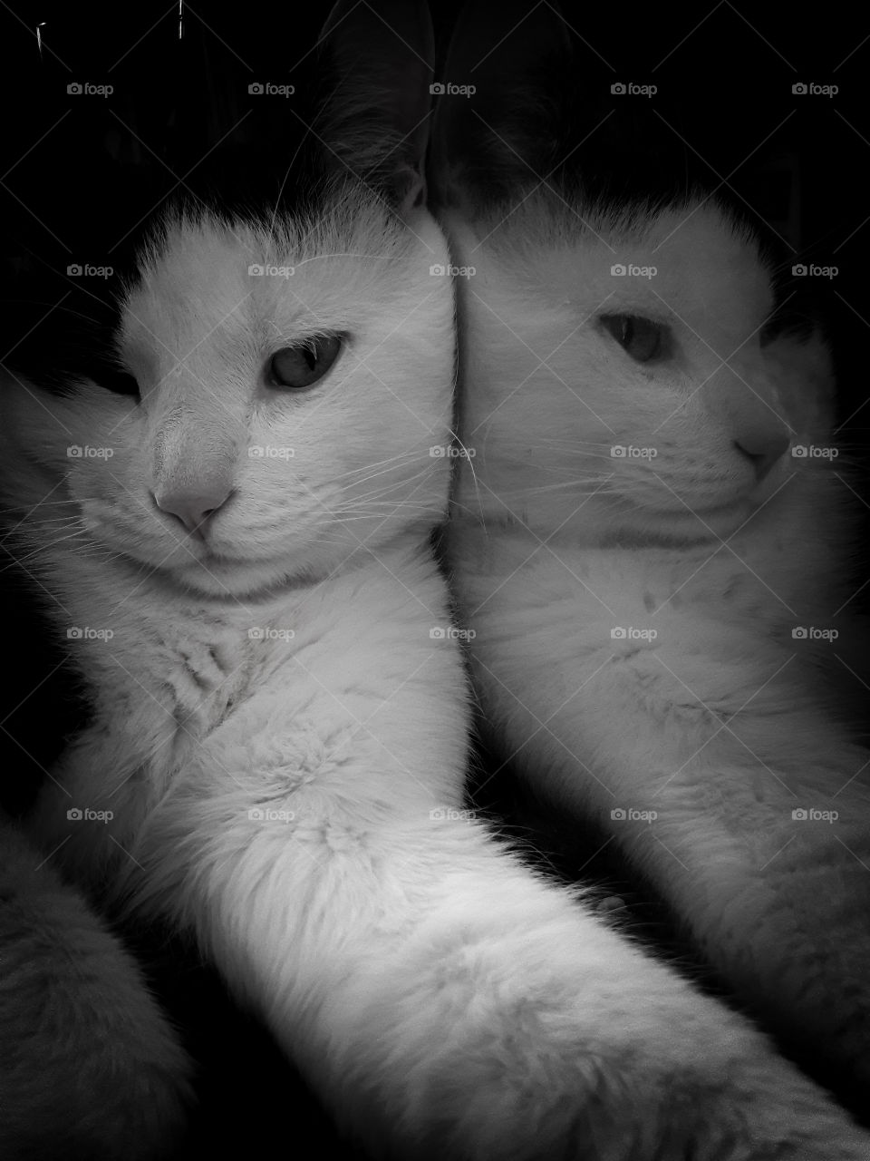 Black and white photograph pf our Kitty cat laying next to a mirror.