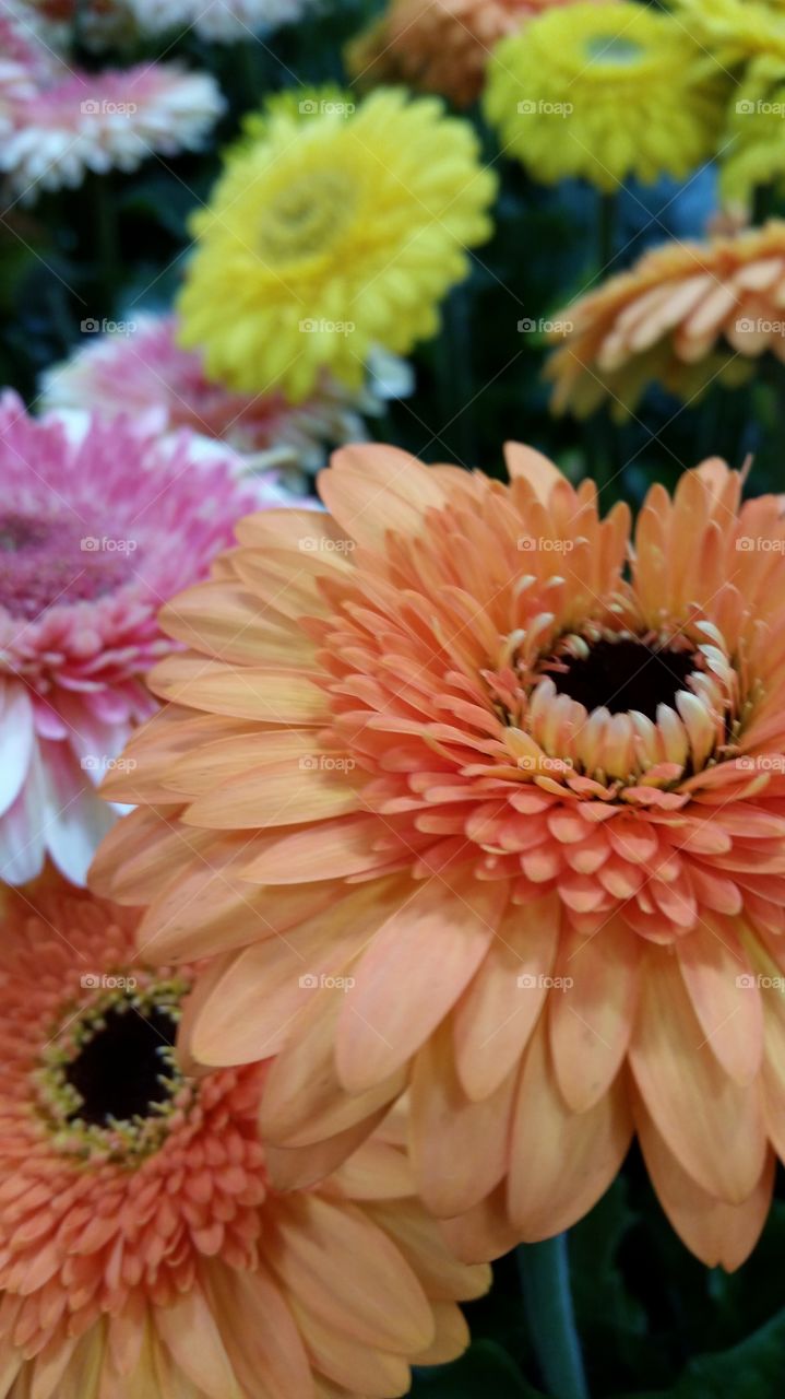 Different colored Gerbera Daisies!