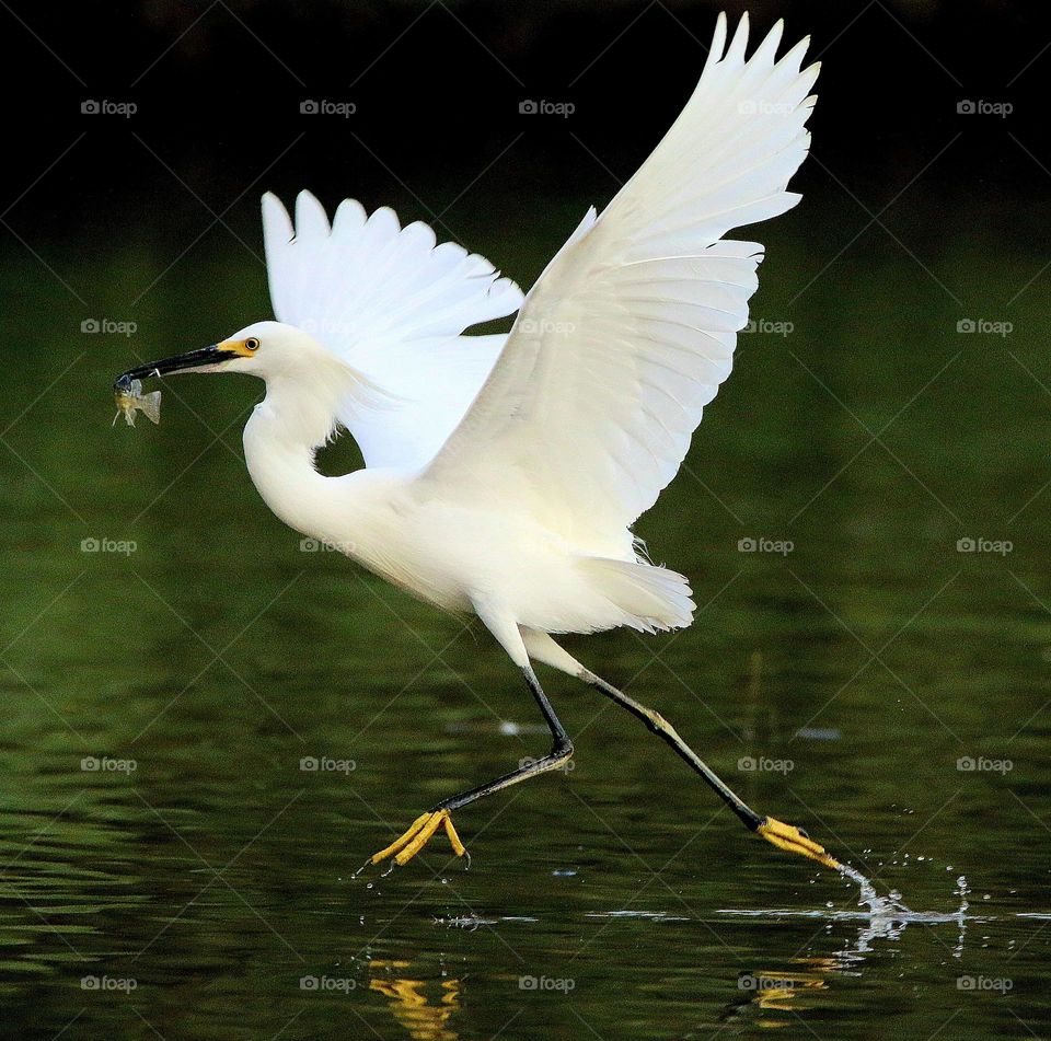 Snowy Egret Fleeing with Fish