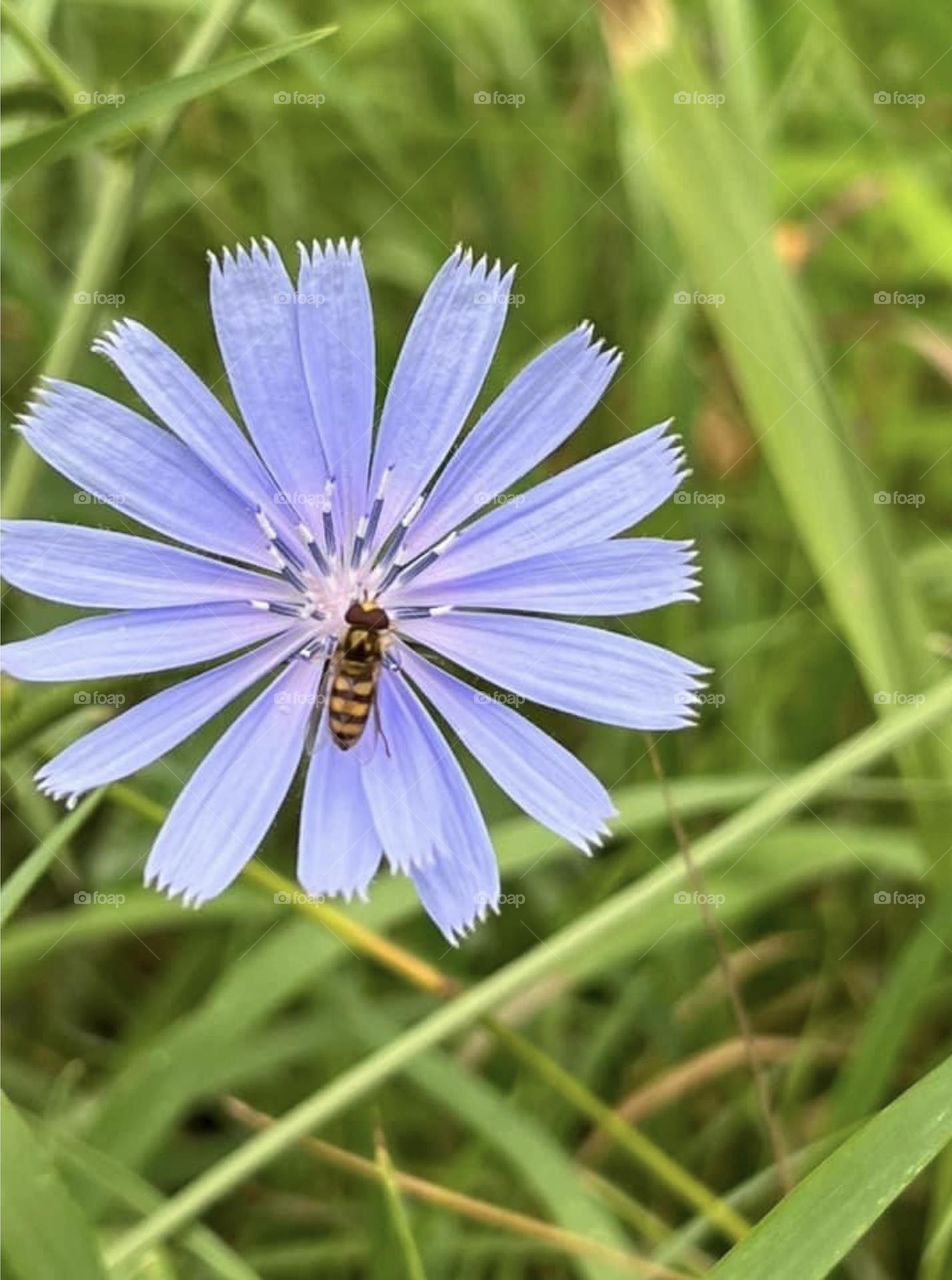 A bee on a chicory plant 