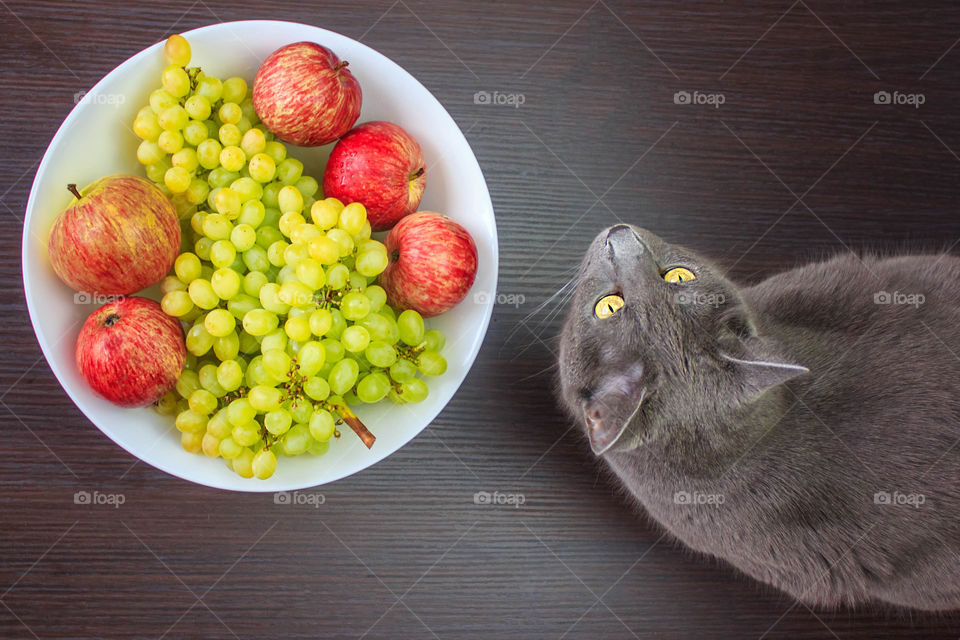 Gray cat near plate with apple and grape fruits