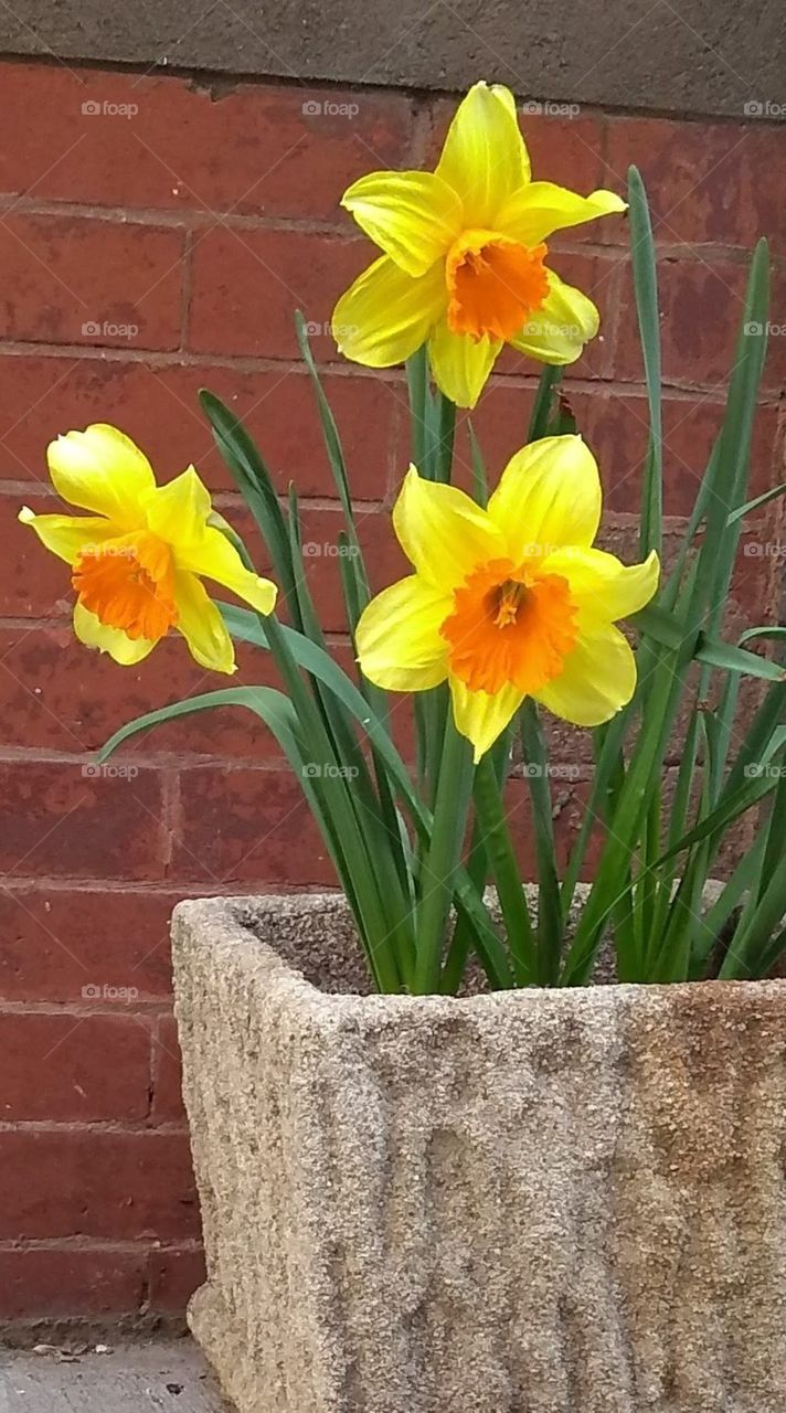 Three Fully Bloomed Daffodils